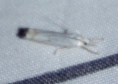 Crambus albellus