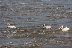 Pelecanus erythrorhynchos