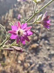 Malesherbia linearifolia