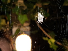Parawixia