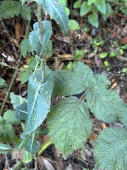 Lactuca virosa