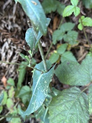 Lactuca virosa