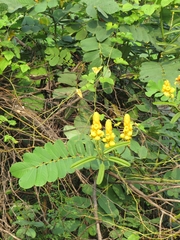 Senna alata