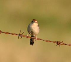 Cisticola tinniens