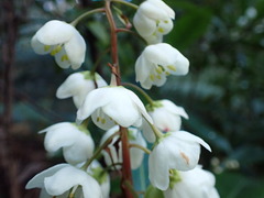 Anopterus glandulosus