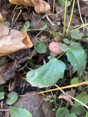 Gomphidius subroseus