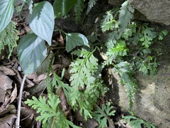 Asplenium ritoense