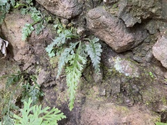 Asplenium ritoense