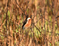 Saxicola torquatus