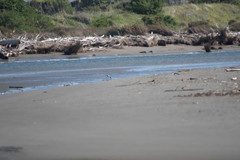 Charadrius obscurus aquilonius