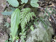 Asplenium ritoense