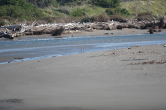 Charadrius obscurus aquilonius