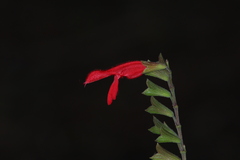 Salvia fulgens