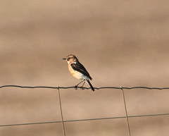 Saxicola torquatus