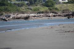 Charadrius obscurus aquilonius