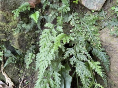 Asplenium ritoense
