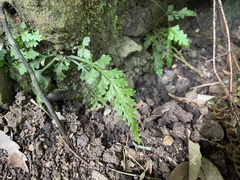 Asplenium ritoense