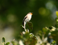Muscicapa adusta