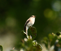 Muscicapa adusta
