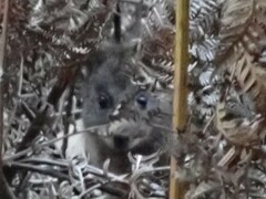 Thylogale billardierii