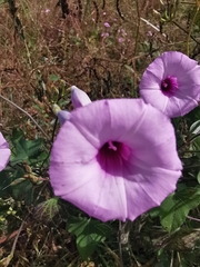 Ipomoea trifida