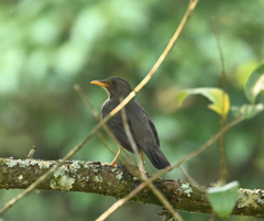 Turdus olivaceus