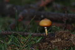 Protostropharia