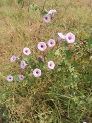 Ipomoea trifida