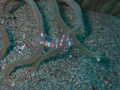 Ancylomenes luteomaculatus