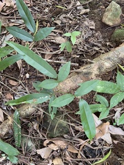 Wisteriopsis reticulata