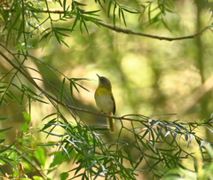 Apalis flavida