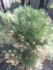 Ericameria linearifolia