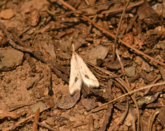 Diasemia monostigma