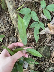 Wisteriopsis reticulata