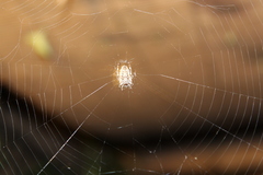 Parawixia