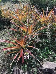 Bromelia karatas