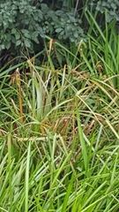Carex comosa