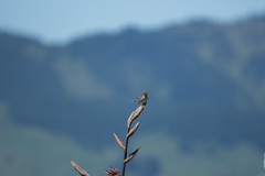 Alauda arvensis arvensis