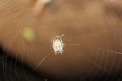 Parawixia