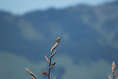 Alauda arvensis arvensis