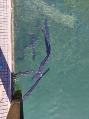 Anguilla dieffenbachii