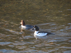 Bucephala clangula