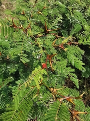 Vachellia hindsii