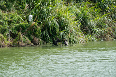 Phalacrocorax carbo sinensis