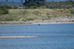 Phalacrocorax varius varius