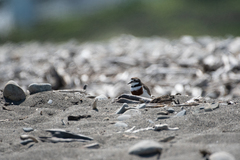 Charadrius bicinctus