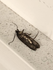 Hofmannophila pseudospretella