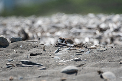Charadrius bicinctus
