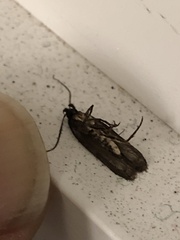 Hofmannophila pseudospretella