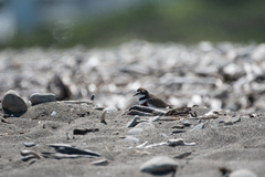 Charadrius bicinctus